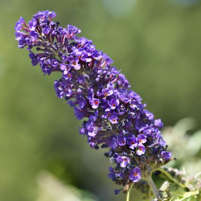 Schmetterlingsstrauch - Buddleja davidii Purple Emperor - Bléte Lila - 1 Pflanze - Sc