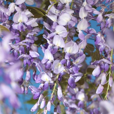 Blauregen - Wisteria floribunda Prolific - Bléte Blau - Topf 11cm Höhe 40cm