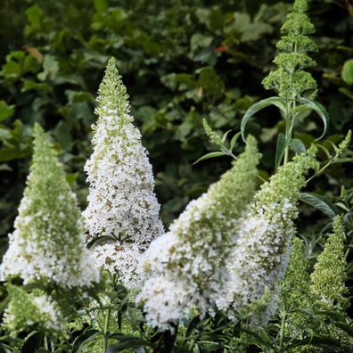 Schmetterlingsstrauch - Buddleja davidii White Profusion - Bléte Weiß - Laubabwerfend