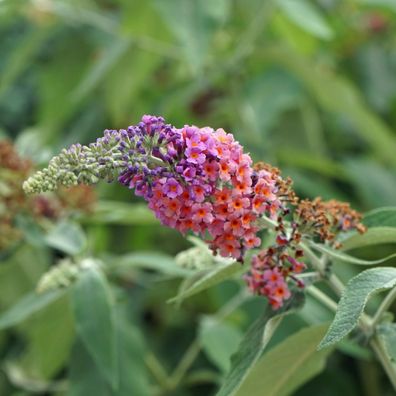 Schmetterlingsstrauch - Buddleja davidii Flower Power - Bléte Orange Lila - Topf 17cm