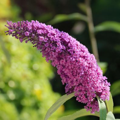 Schmetterlingsstrauch - Buddleja davidii Pink Delight - Bléte Rosa - Laubabwerfend -