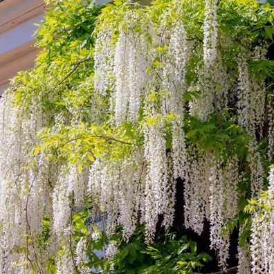 Blauregen - Wisteria floribunda Alba - Bléte Weiß - Topf 11cm Höhe 40cm