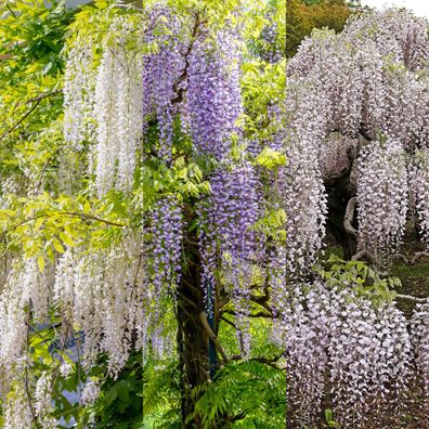 Blauregen - Wisteria floribunda Tricolour - Blumen Blau Rosa Weiß - 3 Pflanzen - Topf