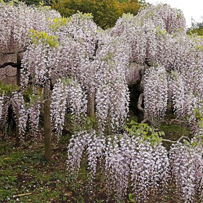 Blauregen - Wisteria floribunda Rosea - Bléte Rosa - Topf 11cm Höhe 40cm