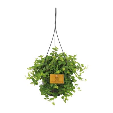 Zwergpfeffer - Peperomia Rotundifolia - Zimmerpflanze - ß15cm - â??25cm