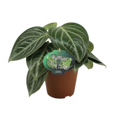 Zwergpfeffer - Peperomia Sarcophylla - Zimmerpflanze - ß15cm - â??25cm