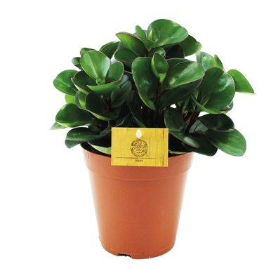 Zwergpfeffer - Peperomia Burning Bush - Zimmerpflanze - ß15cm - â??25cm