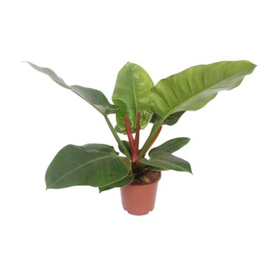 Baumfreund - Philodendron Imperial Green - Zimmerpflanze - ß17cm - â??60cm