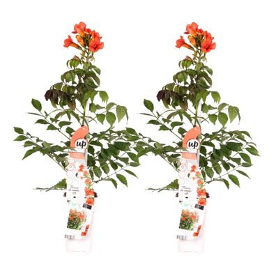 Trompetenblume - Campsis Summer Jazz 'Fire Trumpet' - â?¨65cm - ß15cm - 2 Stéck