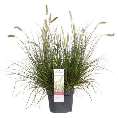 Lampenputzergras - Pennisetum alopecuroides 'Hameln' - ß19cm - â??40cm