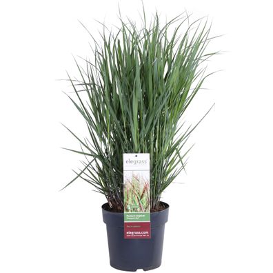 Garten-Rutenhirse - Panicum virgatum Cheyenne Sky - ß23cm - â??60cm