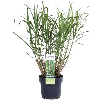 Stachelschweingras - Miscanthus sinensis Strictus - ß19 - â?¨50cm