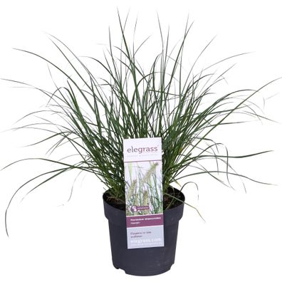 Lampenputzergras - Pennisetum alopecuroides 'Hameln' - ß14 - â?¨30cm