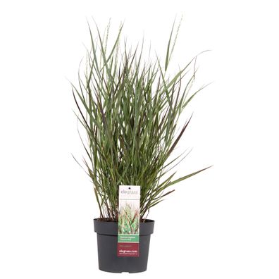 Garten-Rutenhirse - Panicum virgatum Cheyenne Sky - ß23cm - â??60cm - ß19 - â?¨50cm