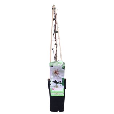 Waldrebe - Clematis Miss Bateman - Clematis Weiß - ß15cm - â??65cm