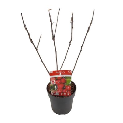 Apfelbaum - Apfel - Malus 'Appletini' - ß13cm - â??10cm