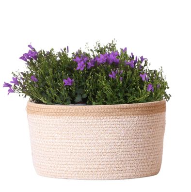 Campanula Addenda Ambella Intense purple - Baumwollschale mit Campanula mit Bewässeru