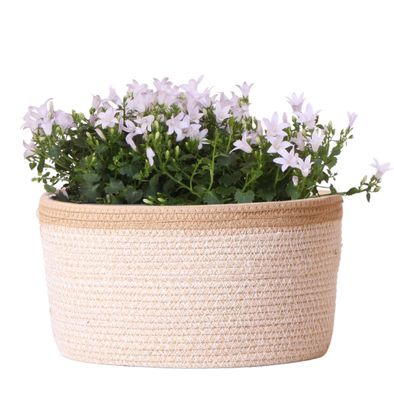 Campanula Addenda Ambella weiß - Baumwollschale mit Campanula mit Bewässerungssystem