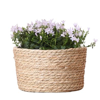 Campanula Addenda Ambella weiß - Weidenschale mit Campanula mit Bewässerungssystem -
