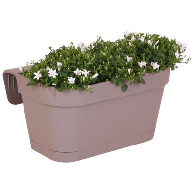 Campanula Addenda Ambella weiß - Balkonpflanzer taupe mit 3 Stéck Campanula Topfgröße