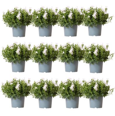 Campanula Addenda - Glockenblume weiß Topfgröße 12cm - 2m2 Bodendecker - 12 Pflanzen