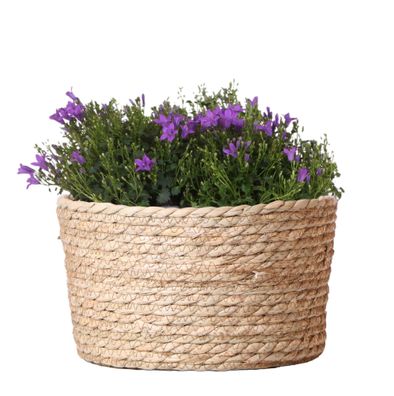 Campanula Addenda Ambella Intense purple - Weidenschale mit Campanula mit Bewässerung