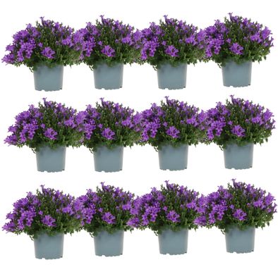 Campanula Addenda - Glockenblume lila Topfgröße 12cm - 1m2 Bodendecker - 12 Stéck - A