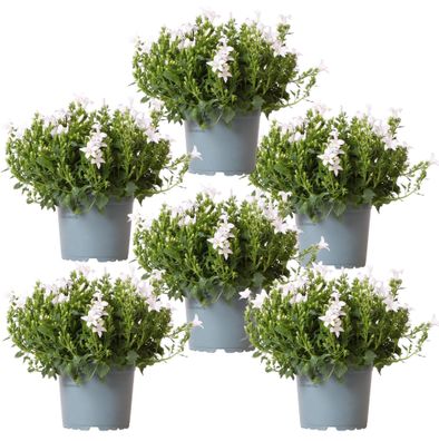Campanula Addenda - Glockenblume weiß Topfgröße 12cm - 1m2 Bodendecker - 6 Pflanzen