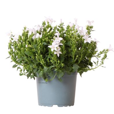 Campanula Addenda - Glockenblume lila Topfgröße 12cm - mehrjährig - winterhart - Weiß