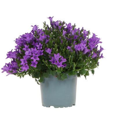 Campanula Addenda - Glockenblume lila Topfgröße 12cm - mehrjährig - winterhart - Lila