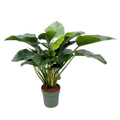 Baumfreund - Philodendron Green Beauty - Zimmerpflanze - 120cm - â?€30cm