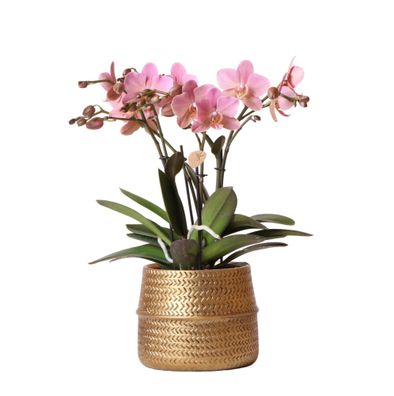 Phalaenopsis Orchidee Rosa - Treviso in Groove Topf Gold - Topfgröße ß12cm - 35cm - Z