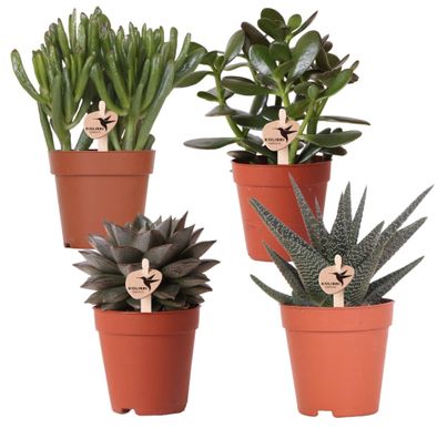 Kolibri Greens | Set mit 4 Sukkulenten - Grénpflanzen - Topfgröße ß9cm