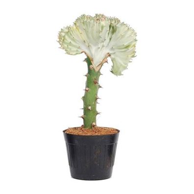 Euphorbia lactea Cristata Weiß - Drachenknochenkaktus - Zimmerpflanze - ?30 cm - ø10,
