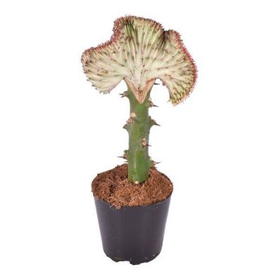 Euphorbia lactea Cristata Rot - Korallen-Wolfsmilch - Zimmerpflanze - ?35 cm - ø12cm