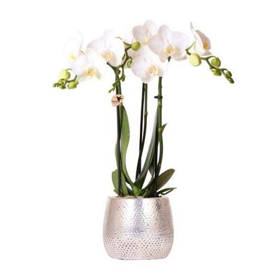 Phalaenopsis Orchidee Amabilis Weiß + Elite Topf Silber Ø9cm - ?35cm - Zimmerpflanze