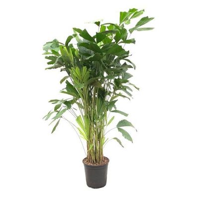 Caryota Mitis - Fischschwanzpalme - Zimmerpflanze - ?140cm - ø24cm