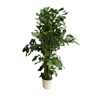 Caryota Mitis - Fischschwanzpalme - Zimmerpflanze - ?170cm - Ø24cm