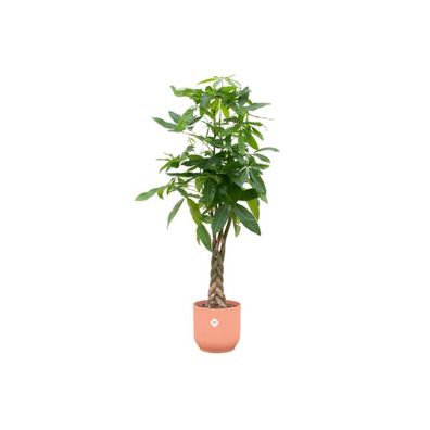 Pachira Aquatica - Glückskastanie - Zimmerpflanze - Ø30cm - ?150 cm + Topf Vibes Fold