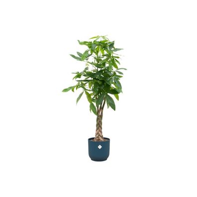 Pachira Aquatica - Glückskastanie - Zimmerpflanze - Ø30cm - ?150 cm + Topf Vibes Fold