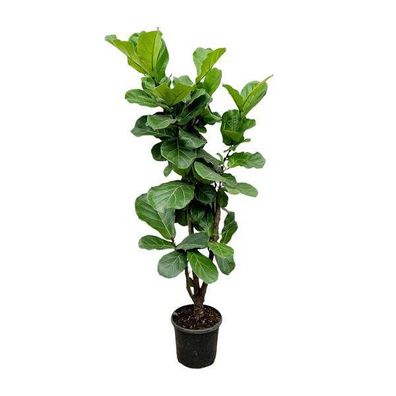 Feigenbaum - Ficus Lyrata - Zimmerpflanze - 170cm - ?32cm