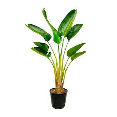 Baum-Strelitzie - Strelitzia Augusta - Zimmerpflanze - 160cm - Ø24cm