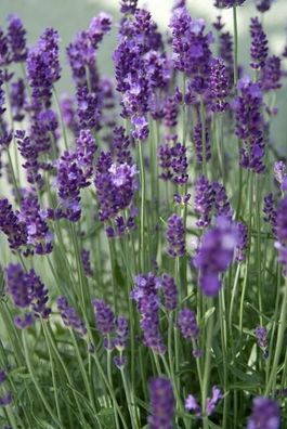 Lavendel - Lavandula ang. 'Dwarf Blue' - ?10-25cm - Ø9cm - 60 Stück