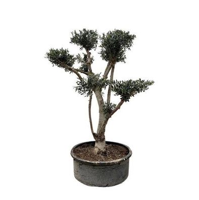 Olivenbaum - Olea Europaea Pompon - 210cm - ø80cm