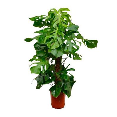 Monstera Deliciosa - Köstliches Fensterblatt - Zimmerpflanze - 150cm - ?27cm