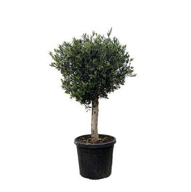 Olivenbaum - Olea Europaea Lorc - 180cm - Ø50cm