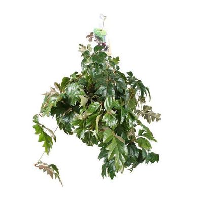 Zimmerrebe - Cissus Rhombifolia Ellen Danica - Zimmerpflanze - Ø17cm - ?70cm