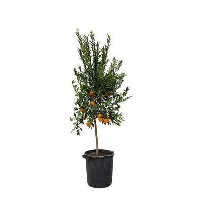 Mandarine - Mandarinenbaum - Citrus Mandarino - 200cm - ø40cm