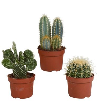 Kaktusmischung 10,5 cm - 3 Stück