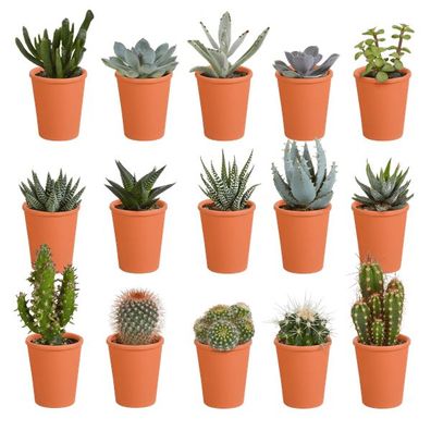 Sukkulenten Kaktus Mix - 5,5 cm - 15 Stück - Zimmerpflanze - im Terrakotta-Topf